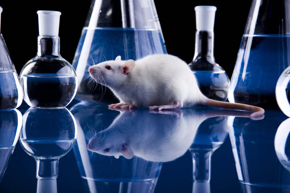 Lab animal for research